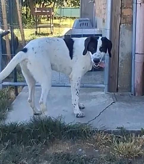 FOSTER, IL PIU' BEL TARTUFONE Foto 6